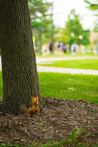A vertical shot of a fox squirrel in the forest on a sunny day