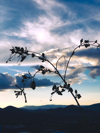 a vertical shot of the silhouette of a plant against a cloudy blue sky