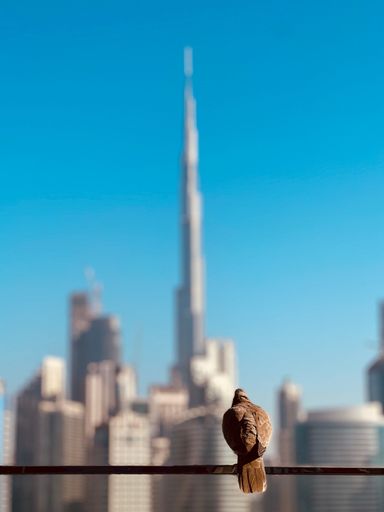 A vertical shot of a dove perched on a metal railing against the Dubai skyline.