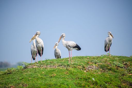 A group of the grey herons (Ardea cinerea)