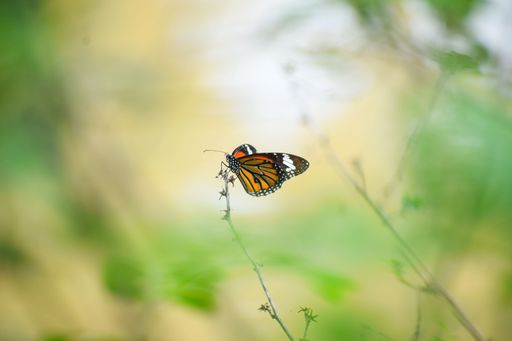 A shallow focus shot of a monarch butterfly perching on a twig in the garden with blur background