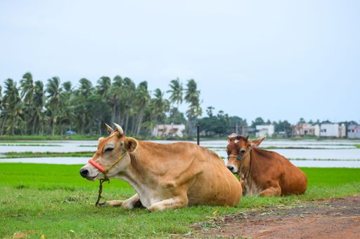 A closeup of two brown cows sitting on a green grass in a field with palms on their background