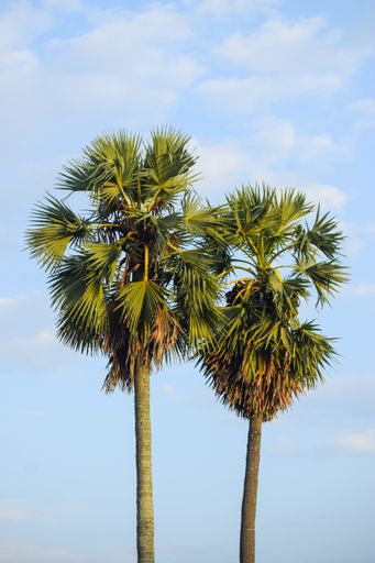 A vertical shot of green palm trees against a blue cloudy sky
