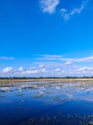 A vertical drone shot of a lake with grass on its surface under fluffy cloudy sky