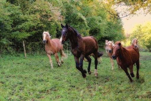 A herd of horses gallop along green grass field