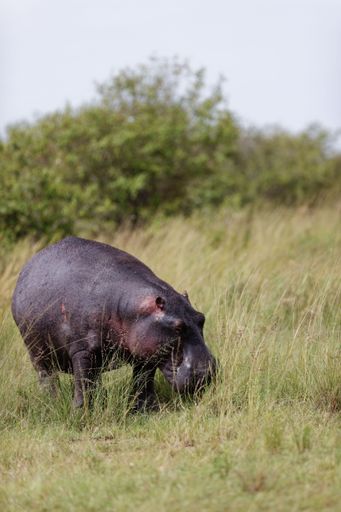 A vertical of Hippo, hippopotamus capturing eating some grass in Masai Mara, Kenya