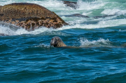 A close-up of a sea lion swimming in the ocean near rocky shore on sunny day