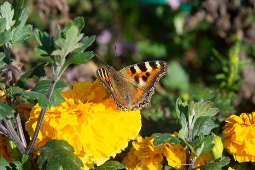 The small tortoiseshell is a colourful Eurasian butterfly in the family Nymphalidae. Adults feed on nectar and may hibernate over winter