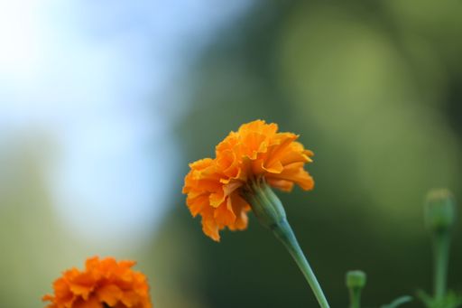 A selective focus shot of a Marigold (Tagetes) flower with orange petals in a garden