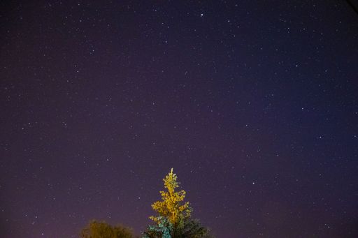 A beautiful shot of the top of a tree under the starry sky