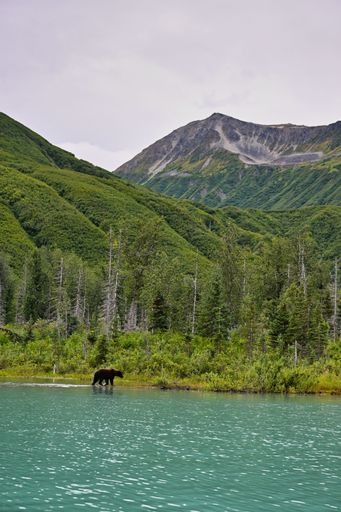 A vertical shot of an Alaskan brown bear standing on the Clark lakeside picturesque view background