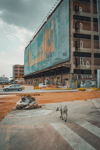 Piraeus, Greece - 2022: Dystopic image of a dirty white or gray wild dog stepping away from the camera in an industrial and poorly maintained area of
