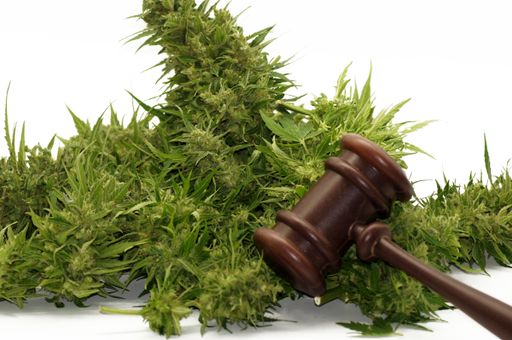 A judge gavel and marijuana on white background