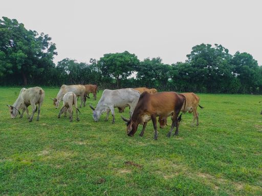 Cow grazing in a village farm in India Selective Focus On Subject Background Blue