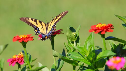 A closeup of Papilio machaon butterfly perching on red flower isolated in blurred background