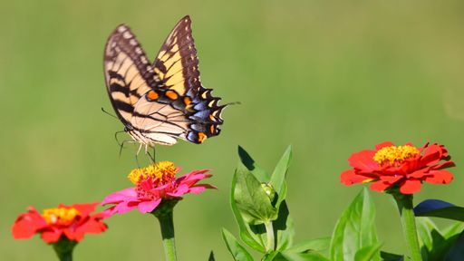A closeup of Papilio machaon butterfly flying over flowers isolated in blurred background