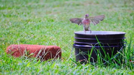 A bird perching on metal bucket surrounded by grass