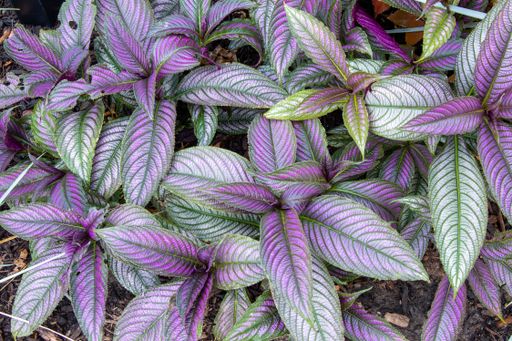 A closeup shot of Persian shield plant
