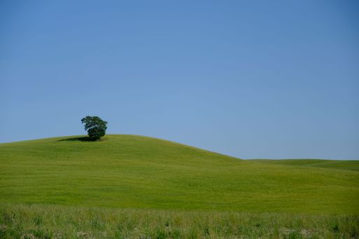 A low angle shot of a flat green hill with a tree under a blue sky