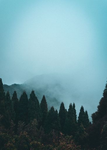 A vertical shot of a foggy forest with fir trees