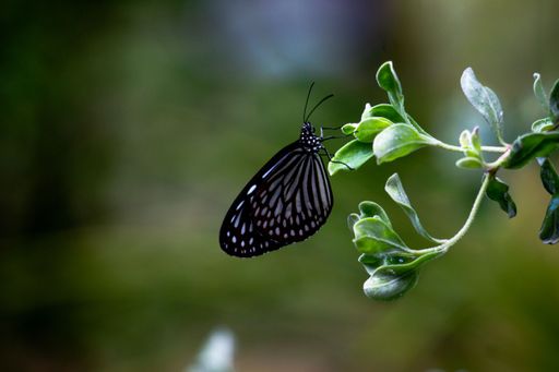 A closeup shot of a Glassy Tiger butterfly resting on a twig
