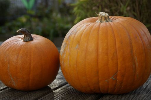 A big and a small pumpkin on a wooden table in closeup