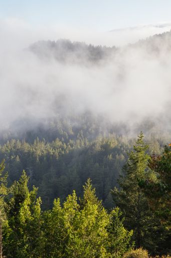 A beautiful vertical shot of mist accumulation over a forest area