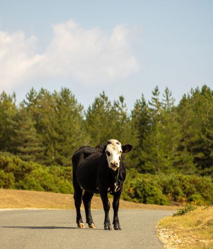 A black cow with white head standing in the middle of a road in a forested area