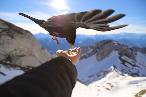 A selective focus of Alpine chough bird eating from a hand against snowy hills
