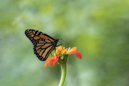 Monarch Butterfly, Danaus plexippuson, on orange Mexican Sunflower, Tithonia, green background