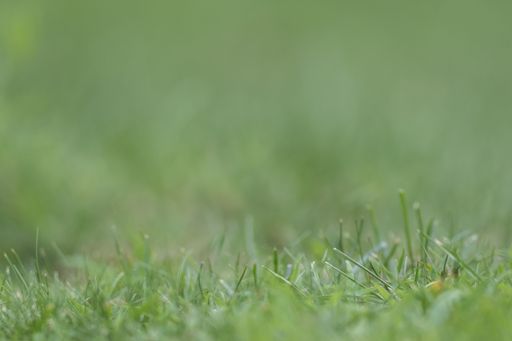 Green grass background copy space text.  Sports, outdoor events backgroun