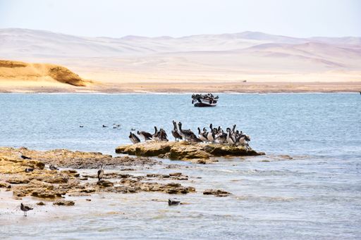 Pelicans by the bay in Paracas a Peninsula in Central Peru on the Pacific Ocean.