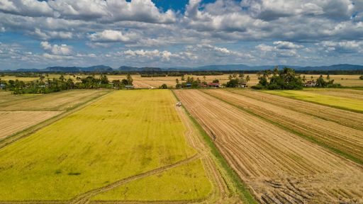 A natural view of a vast agricultural field on a bright sunny day