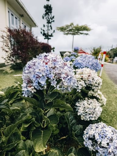 Blue, lilac, violet, Hydrangea flower (Hydrangea macrophylla) blooming in spring and summer in a garden.