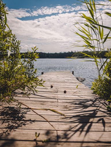 A vertical shot of a wooden path leading to the lake surrounded by plants on a sunny day