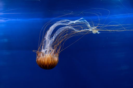 A beautiful jellyfish under the water - great for an article about the underwater world