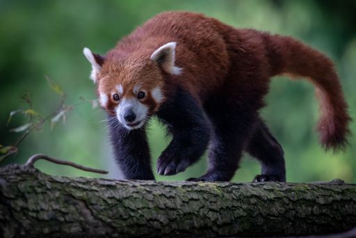 A closeup shot of a cute red panda walking on the wooden log on a blurred background