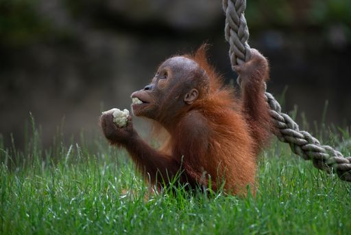 A closeup shot of a cute orangutan holding food and playing with a rope in the forest