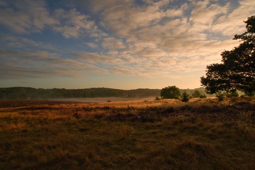 A landscape of a field covered in greenery and fog under a blue cloudy sky