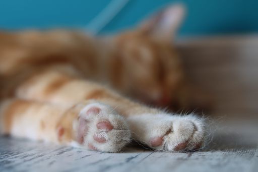 A closeup shot of the paws of a sleeping cute ginger cat