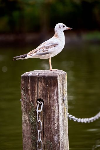A vertical shot of a seagull perched on a wooden post.