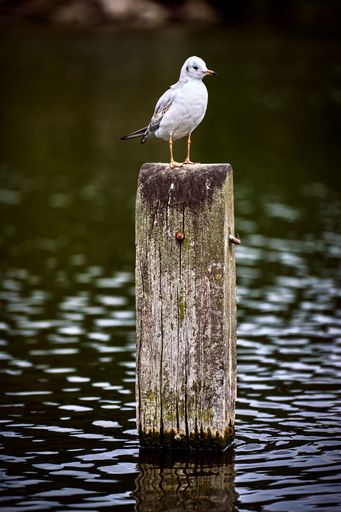 A vertical shot of a seagull perched on a wooden post.