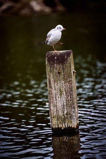 A vertical shot of a seagull perched on a wooden post.
