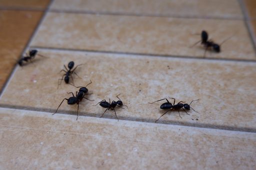 A closeup of ants on the floor