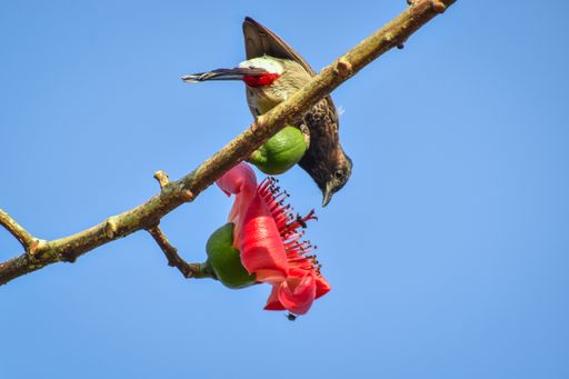 A low angle shot of an Asian bulbul perched on a flower tree branch under a blue sky and sunlight