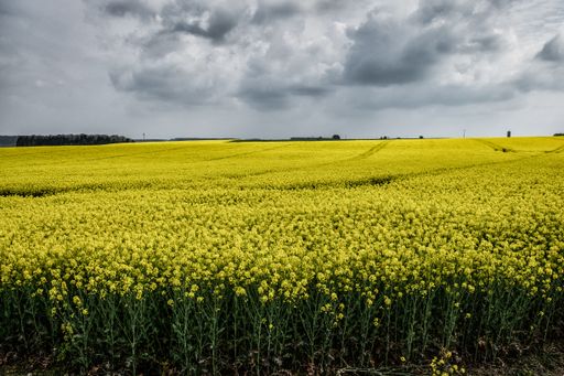 A breathtaking scenery of a field with beautiful yellow flowers under the storm clouds