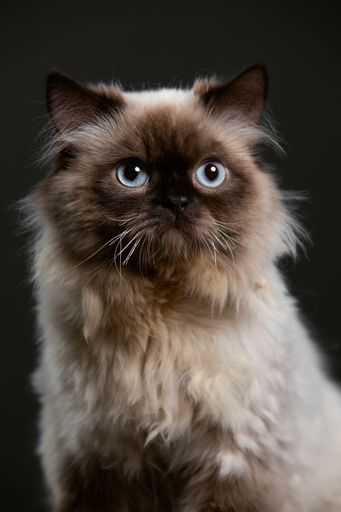 A vertical shot of Himalayan Cat portrait taken in a Studio
