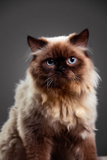 A vertical shot of Himalayan Cat portrait taken in a Studio
