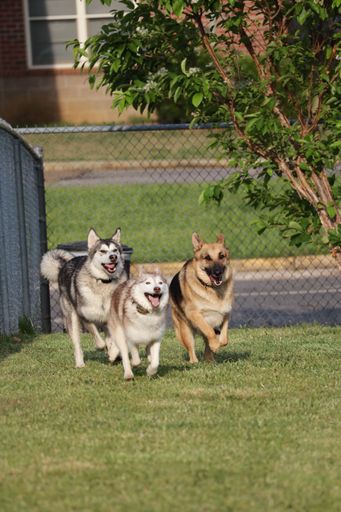 A vertical shot of three Shiba Inu dogs