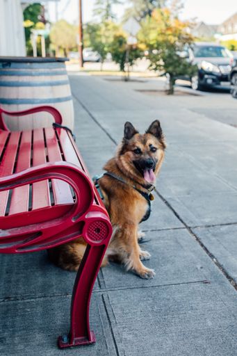 German Shepherd dog waiting for human outside by red bench and wine barrel, neighborhood